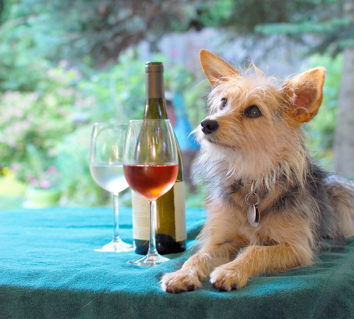 OregonHumane's tweet photo. Canines Uncorked is back! 🐶🍷🧡 The 10th annual event highlights #WillametteValley #wineries where dogs are the guests of honor.
To create a safer event for all, Canines Uncorked has assigned winery routes with safety guidelines.
Claim your spot🎟️ https://t.co/Dd1E8atGgz https://t.co/oBosIrTUDy
