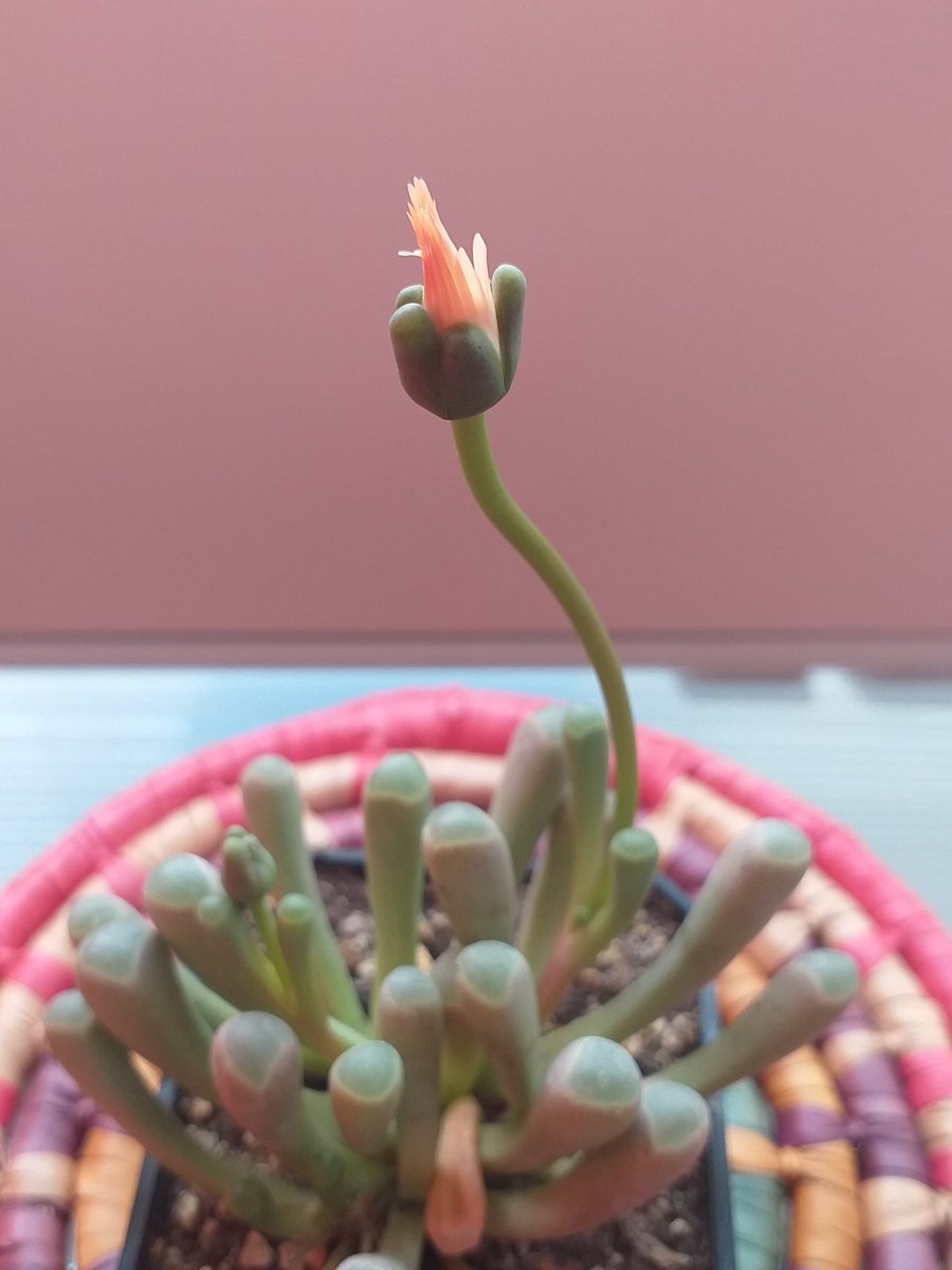 Israel Ramírez tweet media