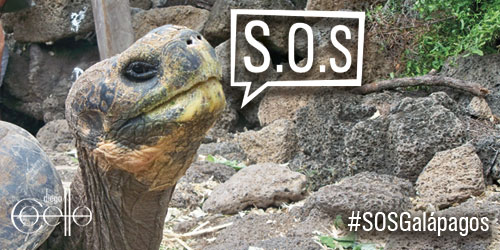 diegoxcoello's tweet photo. #SOSGALAPAGOS porque es el hogar de miles de especies de nuestras especies que no pueden gritar y decir lo que sienten @AstudilloAv @elita_riva @eli_ulloa @ParolerosEC vamos a defender lo nuestro!!! https://t.co/4NusPIFqqy