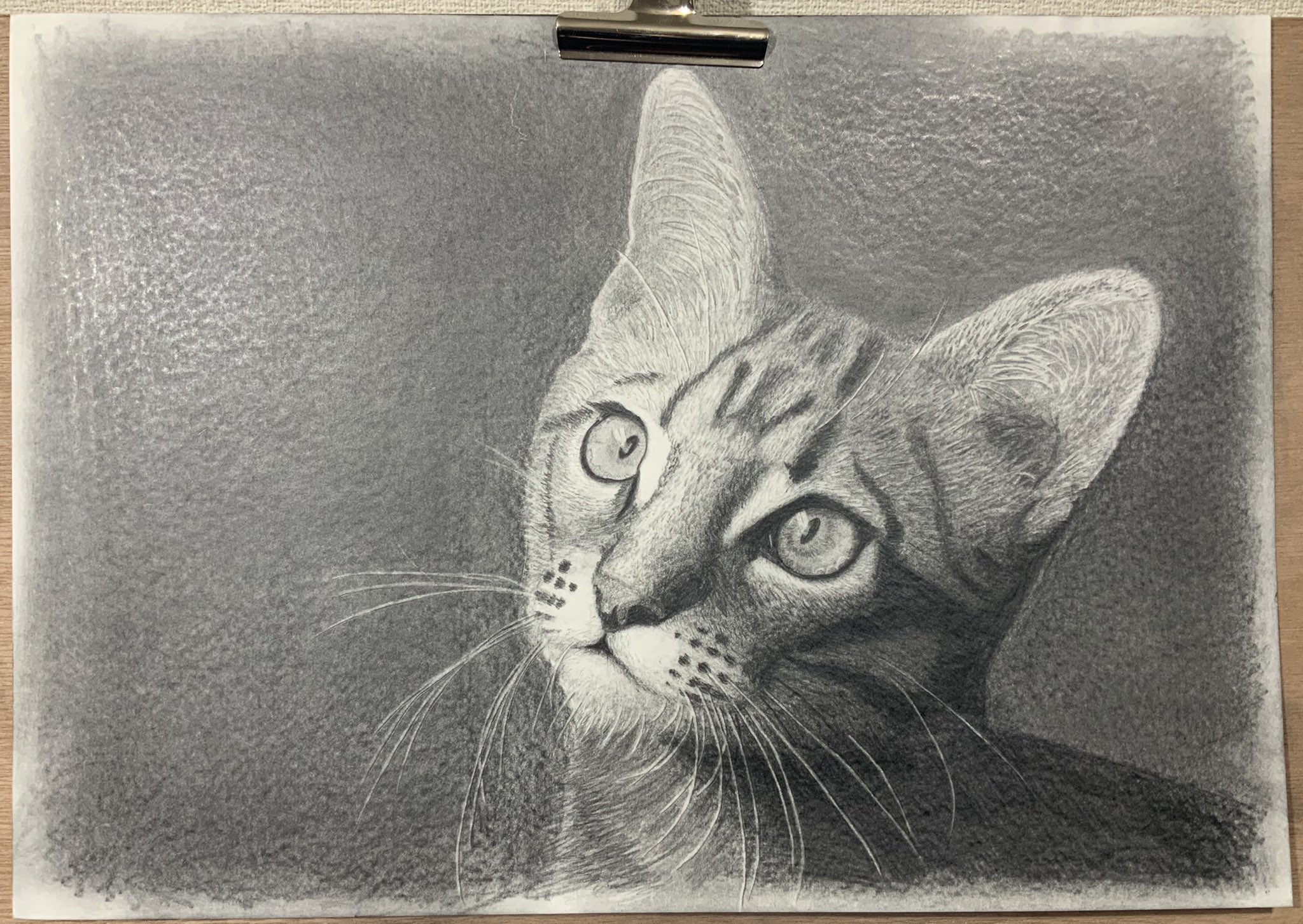 17moon 猫ちゃんの鉛筆画です 猫 猫絵 猫イラスト 猫画 鉛筆画 鉛筆デッサン デッサン T Co Jxviqf53pi Twitter