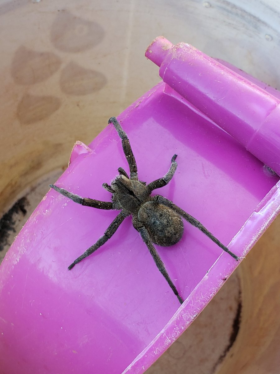 mmmares's tweet photo. Encontramos essa aqui, mas tava meio esquisita, parece que faltando pernas. É uma armadeira, @Michelotto8legs ? https://t.co/qupyUdpmbm