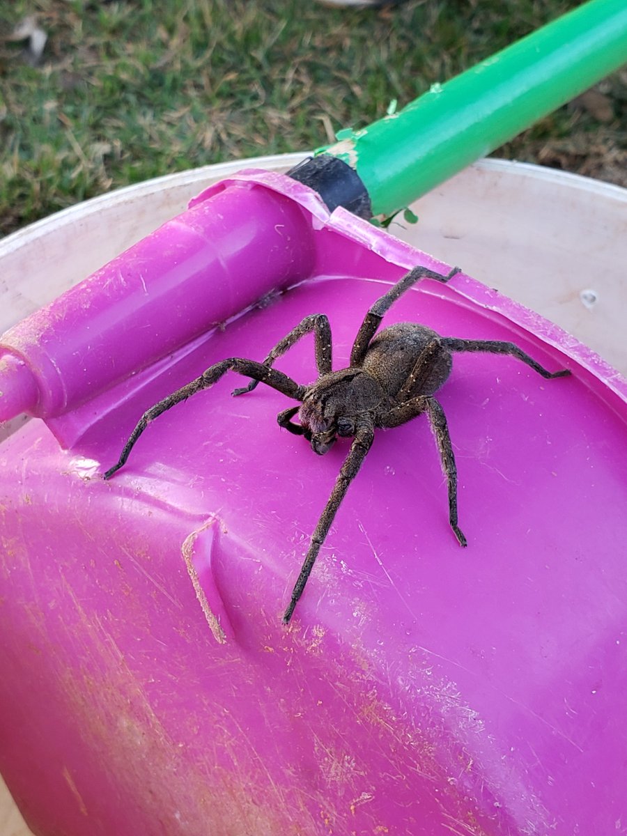 mmmares's tweet photo. Encontramos essa aqui, mas tava meio esquisita, parece que faltando pernas. É uma armadeira, @Michelotto8legs ? https://t.co/qupyUdpmbm