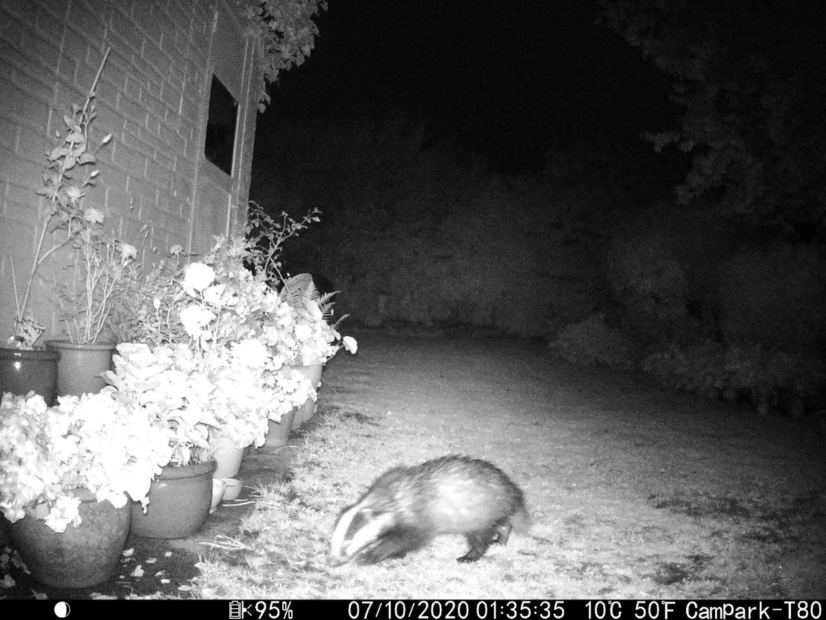 BristolBaseball's tweet image. So we are having a bit of a media splurge - a shout out on @bbc5live today, @Pidgeos on #capsoff, interview with @geoff20man Saturday at 5.50, @BaseballMoll doing this  and @BiscuitBadger0 is main guest on #naturewatch on Sunday evening