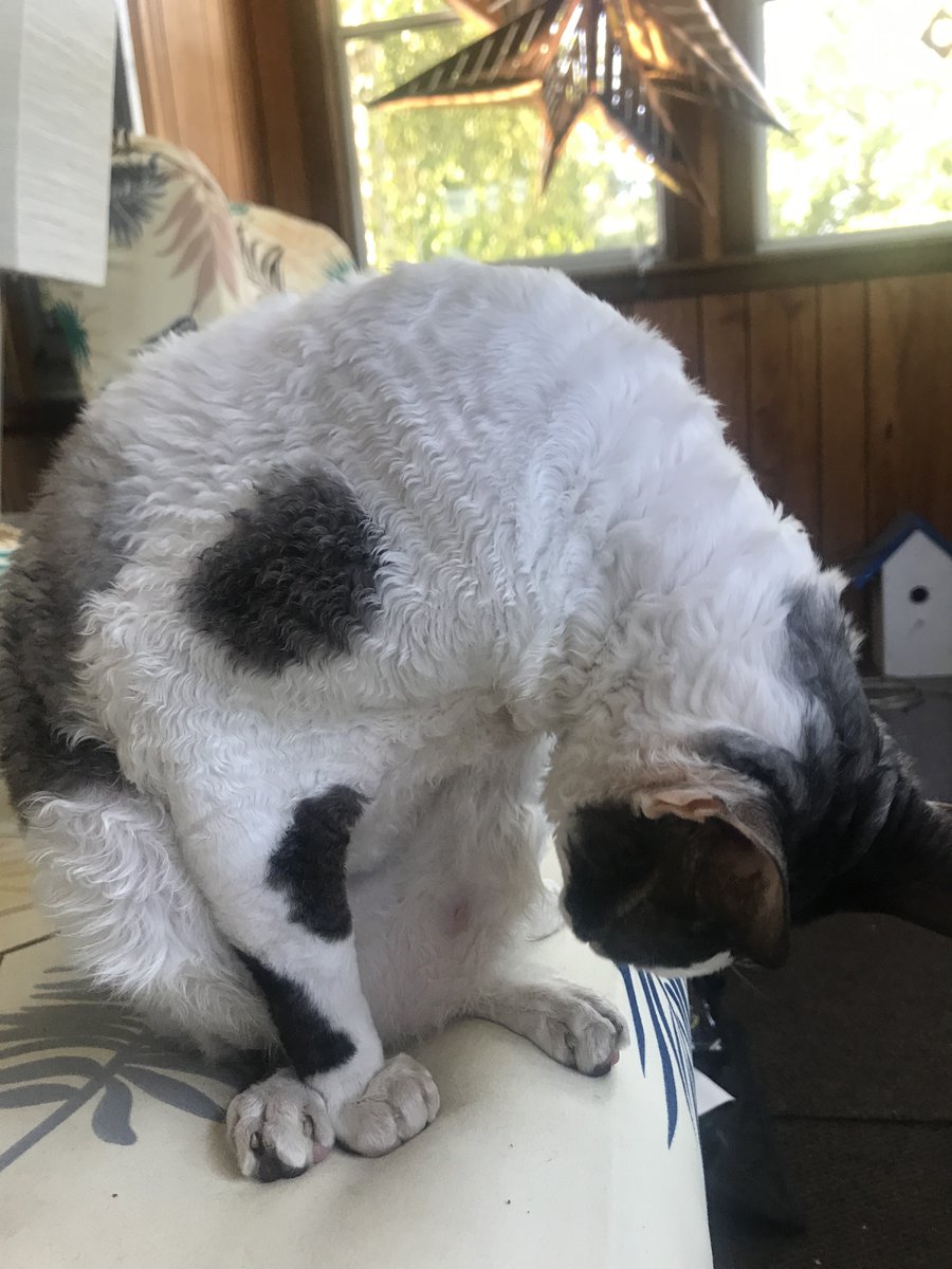 CharlieForShow1's tweet photo. very RUDE to peek on mine bath https://t.co/Ptbyw7qheu