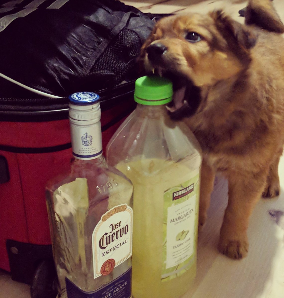 JZylstraSPT's tweet photo. @KaitlynMitalDPT This Howie. Howie lives in Margaritaville. Howie is the best pup there ever was. ❤ https://t.co/oDCb60TWs2