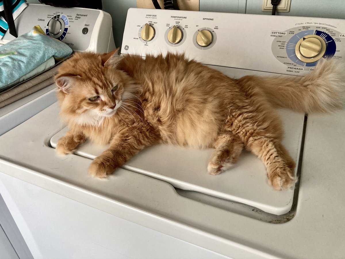 gman4bluegrass's tweet photo. Omega #housecat #CatsOfTwitter #washingmachinecat #bosscat 🇺🇸 https://t.co/prrRBS8GIs