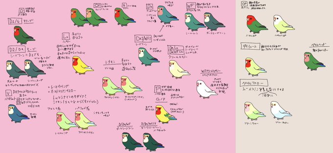 コザクラインコのtwitterイラスト検索結果 古い順 コザクラインコのtwitterイラスト検索結果 古い順