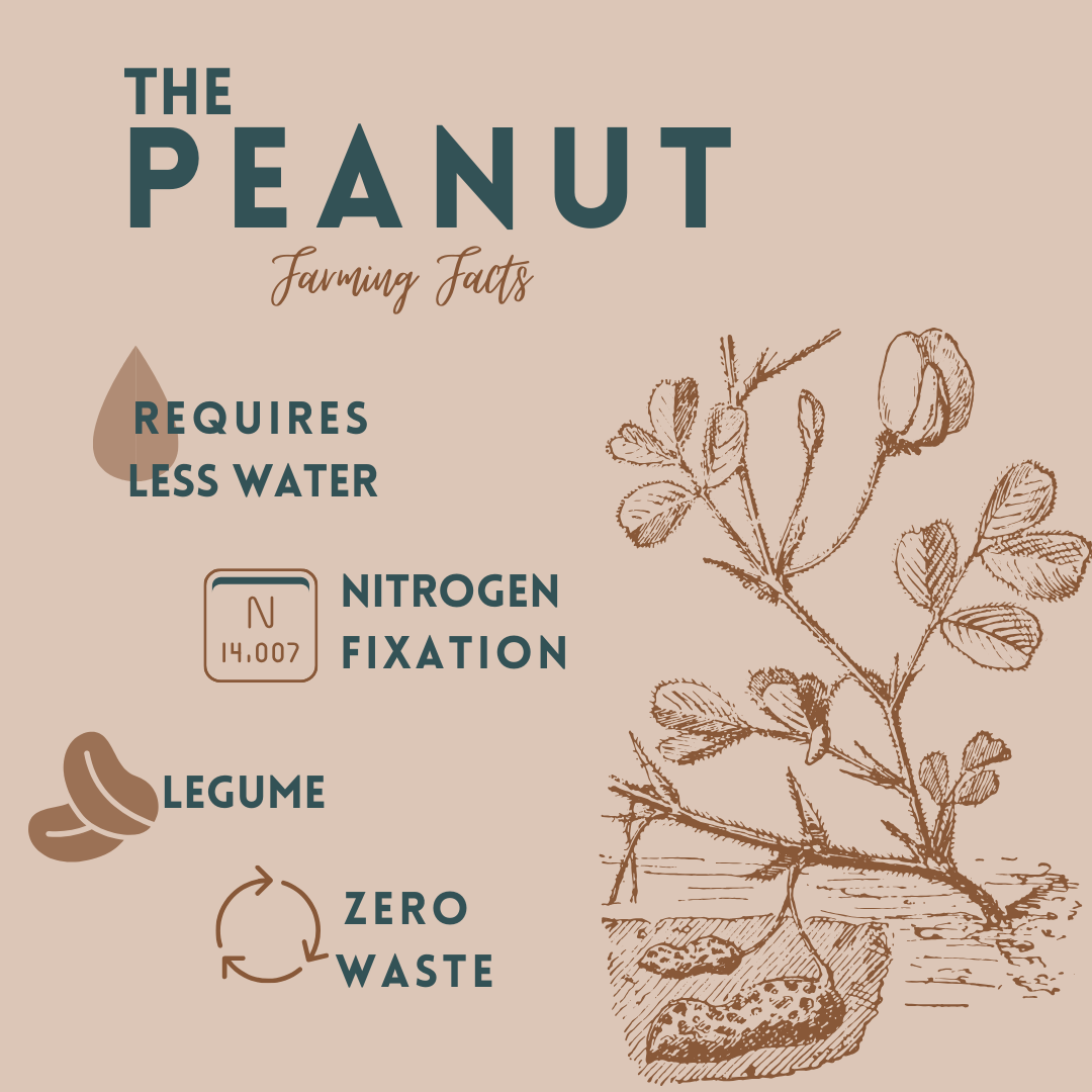 TexasPeanuts's tweet photo. #thepeanut, full of sustainable capabilities. Thank you to our peanut farmers for growing sustainable #texaspeanuts! https://t.co/styaiowci7