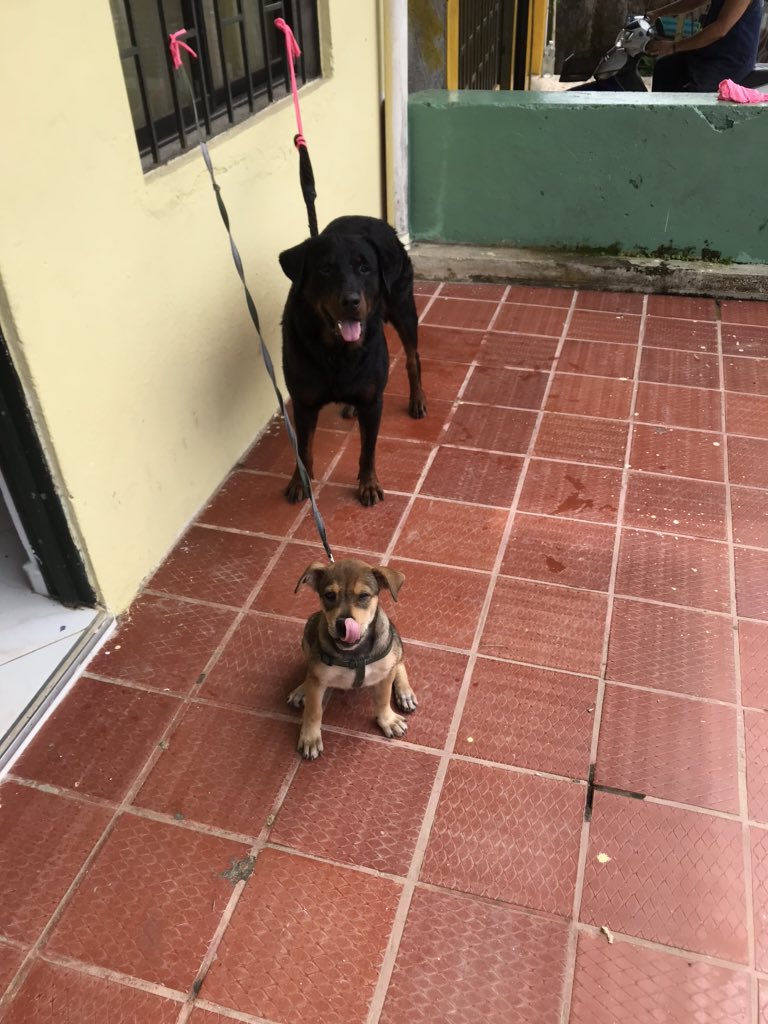 Daniel35021247's tweet photo. Mis amores 😍😍😍 https://t.co/DI09Y7l7mq