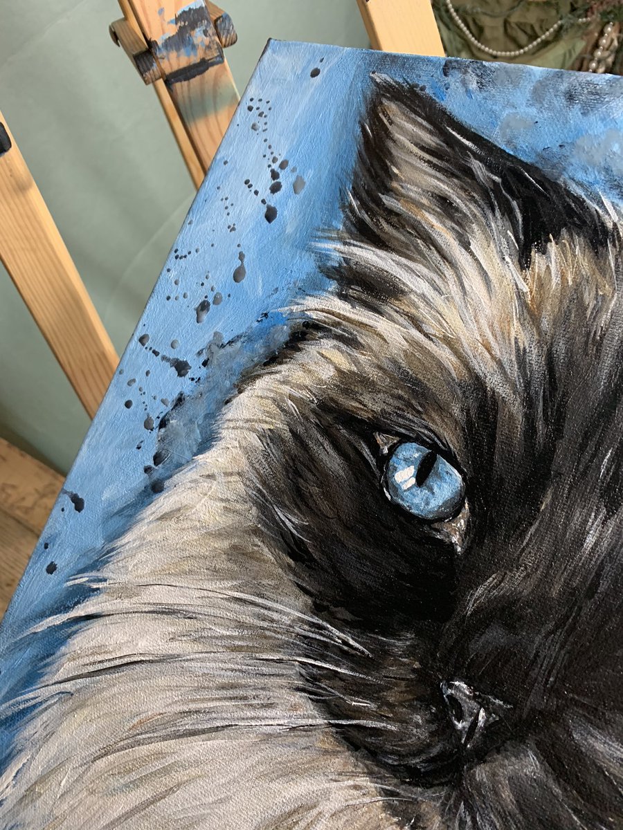 Probably my fave pet portrait I have ever done! Want to do them all in this style now 💕 #petportrait #cutecat #ragdoll #ragdollcat