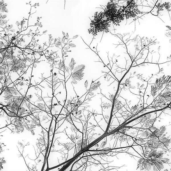toiblarlos's tweet photo. •
Goodbye... 💚🖤
•
Love the trees
until their leaves fall off,
then encourage them
to try again next year.
•
#ChadSugg
•
#BeautyInArt
•
#blackandwhitephotography
#GreenPicture
•
📷 #HengkiKoentjoro
• https://t.co/rKb3SA131o