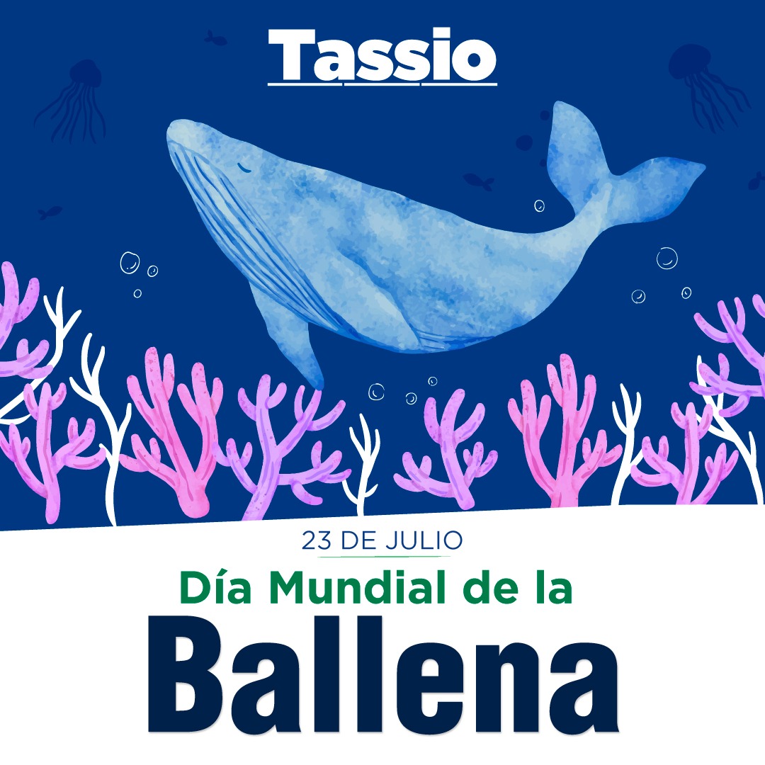 TassioEca's tweet photo. Lo que no sabías de las #Ballenas 🐳

💧Adoptan otras especies 
💧Viven hasta 200 años
💧Imitan la voz humana
💧Son atraídas por la música

¡Cuidemos la vida marina! https://t.co/fJeNNBKSTE