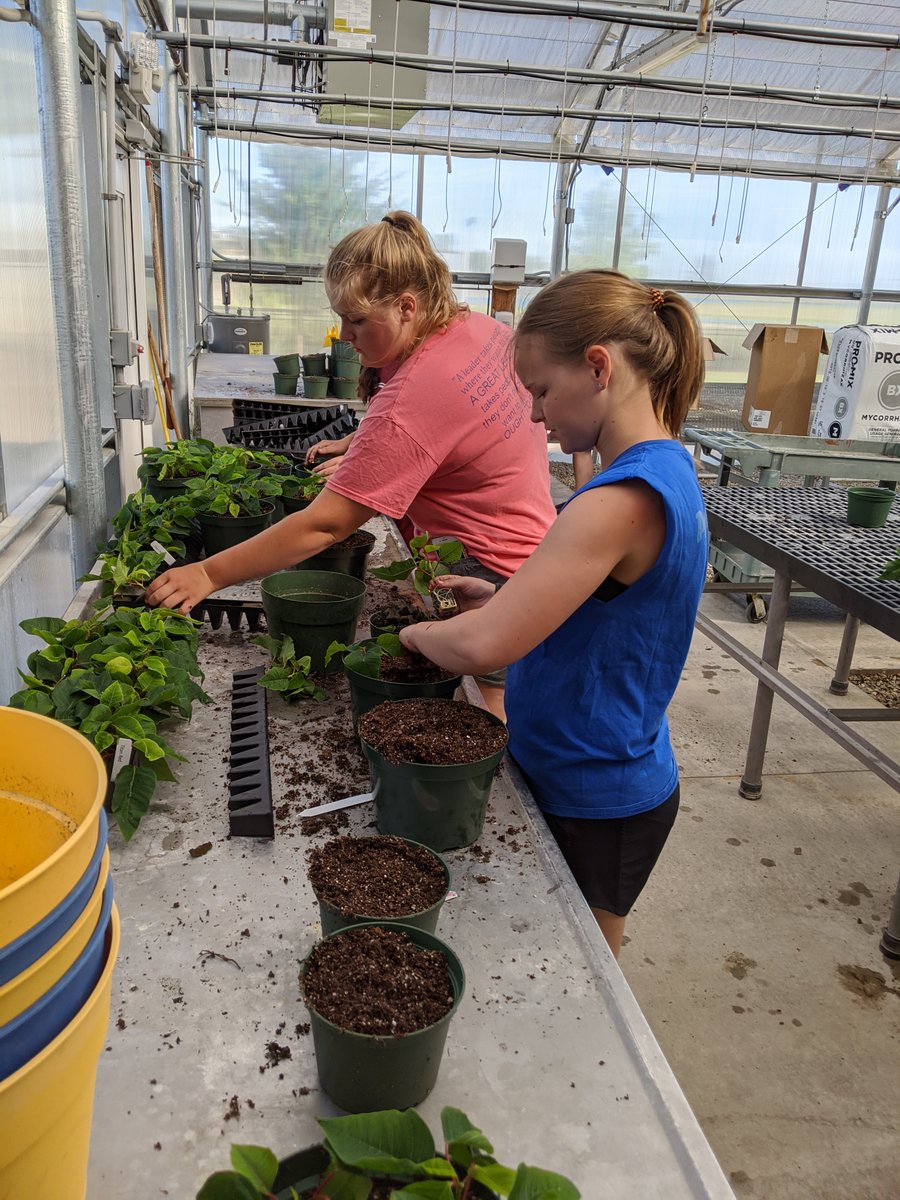 mocor2ffa's tweet photo. All 500 poinsettia plugs are planted thanks to these awesome ladies! https://t.co/3vhDvnzpjV