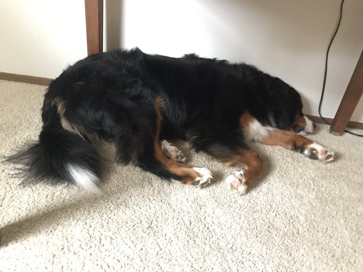JennSchooley's tweet photo. Office assistant is ... well ... done for the day. https://t.co/HgUrwtcNG2