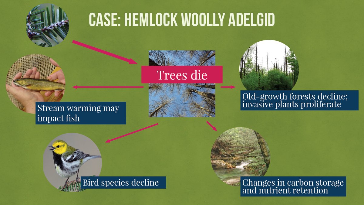 caryinstitute's tweet photo. The invasive hemlock woolly adelgid is decimating trees in the northeastern US β with cascading effects. When hemlocks die, birds + fish are negatively impacted, invasive plants proliferate, and forests undergo changes in carbon storage and nutrient retention. #TreeSMARTtrade https://t.co/sVHxRlr9o8