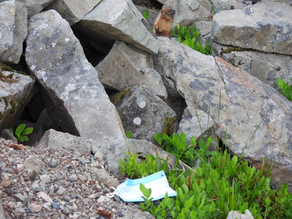 pnwkate's tweet photo. @CoyoteWatchCAN Aaaarrghhhhjj #ihatepeople - I took this yesterday up at the subalpine wildflower meadow at Manning #bcparks - one of the most beautiful places on earth - the human mess everywhere!! Dirty Masks and wipes and plastic gloves discarded everywhere! Disgusting 😡 #cpawsbc https://t.co/gXUolALSdZ