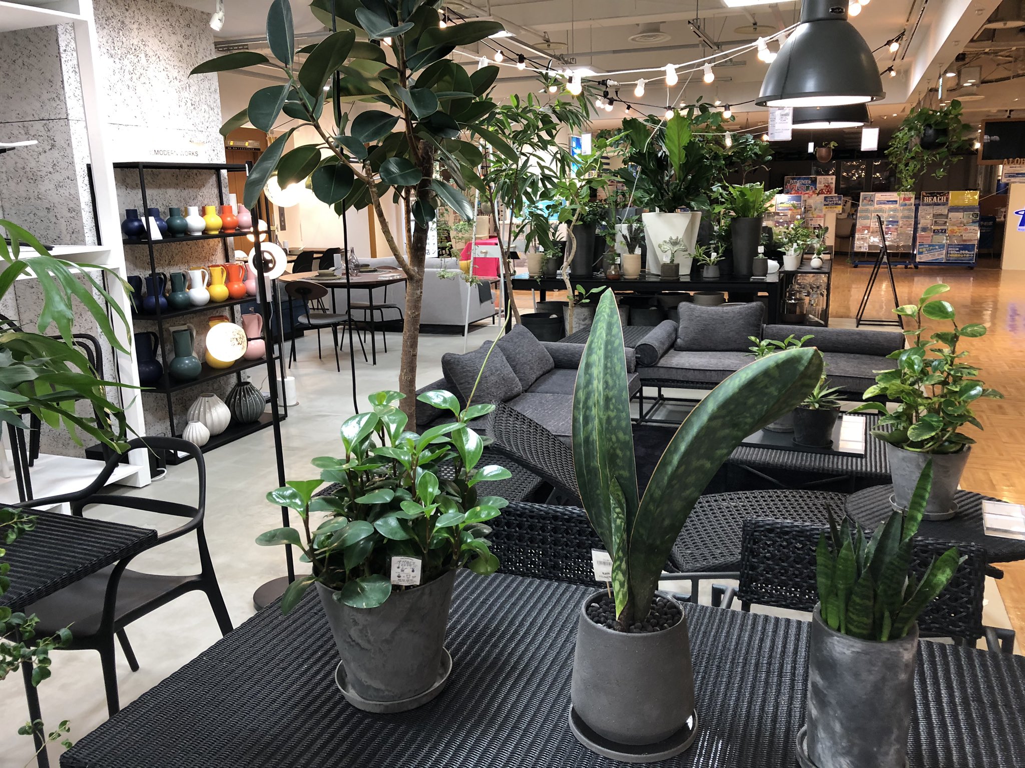 札幌観葉植物 Twitter Search Twitter