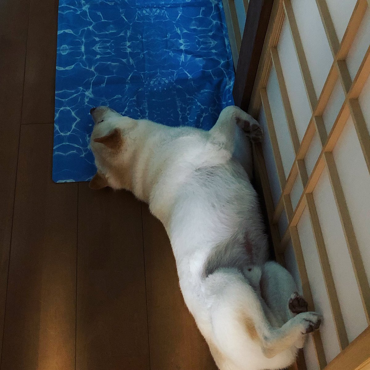 へそ天犬