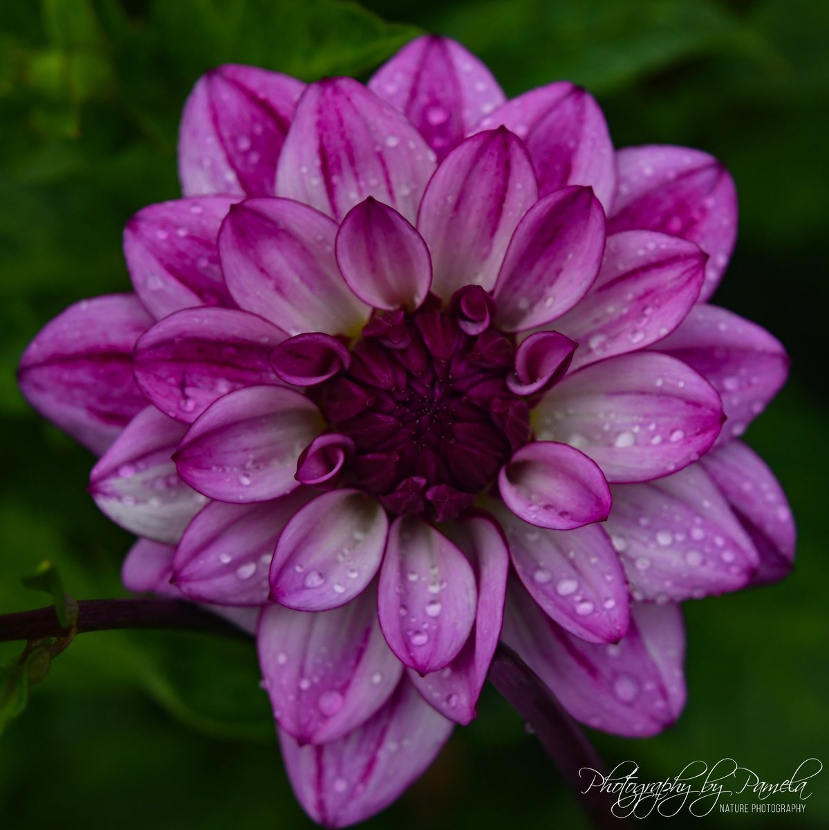photos96743's tweet photo. Bringing color to this dark world.
#photographybypamela808 #daliah #naturephotography #naturecolors #beautyallaroundus #mothernature #flower #purpleflowers #blooming #macrophotography #dewdrops #morningdew https://t.co/kgadiosFzS