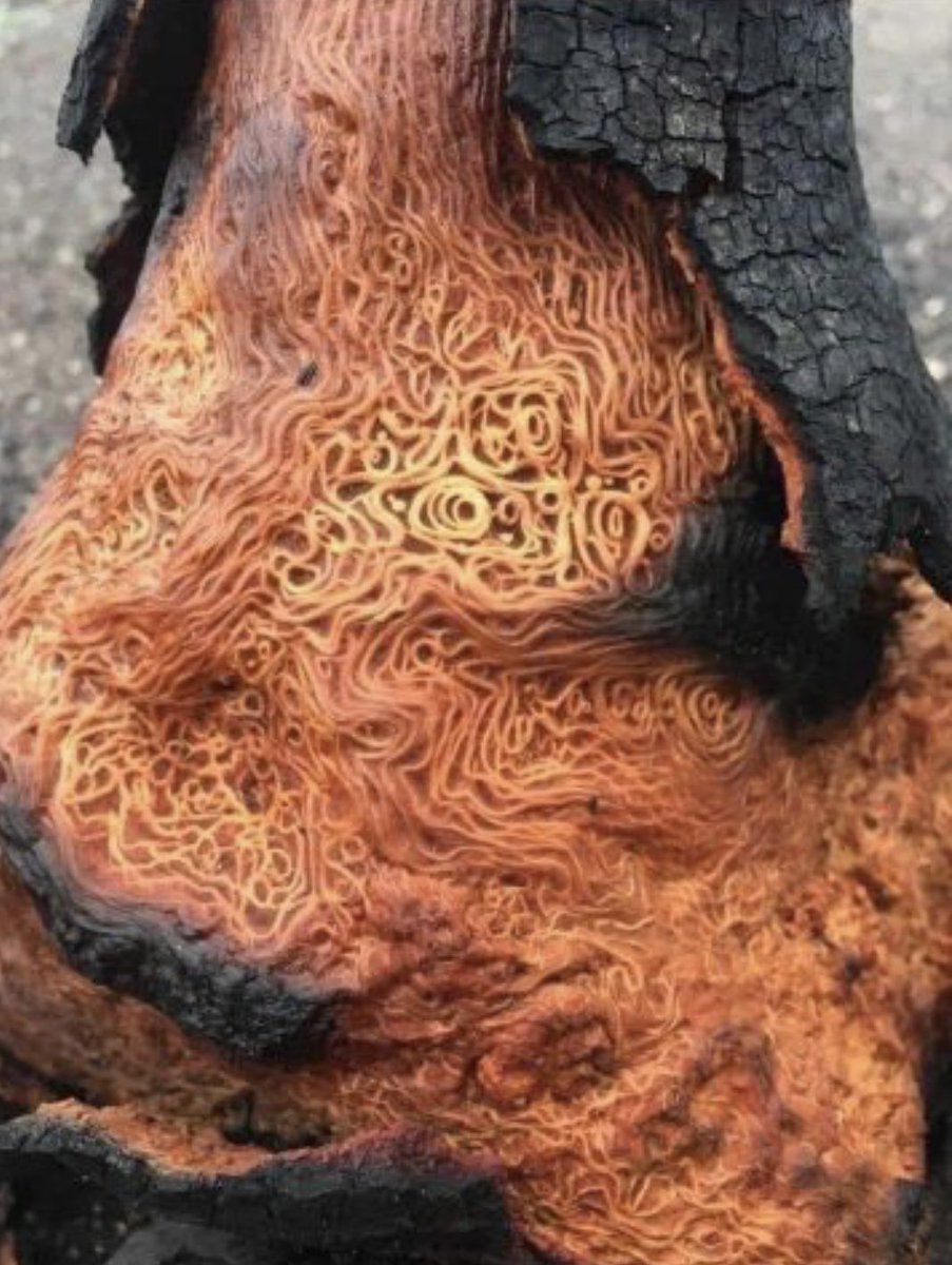 BrianRoemmele's tweet photo. Consider the vascular system of a tree. In this rare specimen a fire exposed the xylem and phloem.
This vast network is solar powered by the turgor process.
Indecently, there is much we can apply in AI by understanding is this network grows.
#BiologyFirst yep it’s the new old. https://t.co/PZky4Gyapd