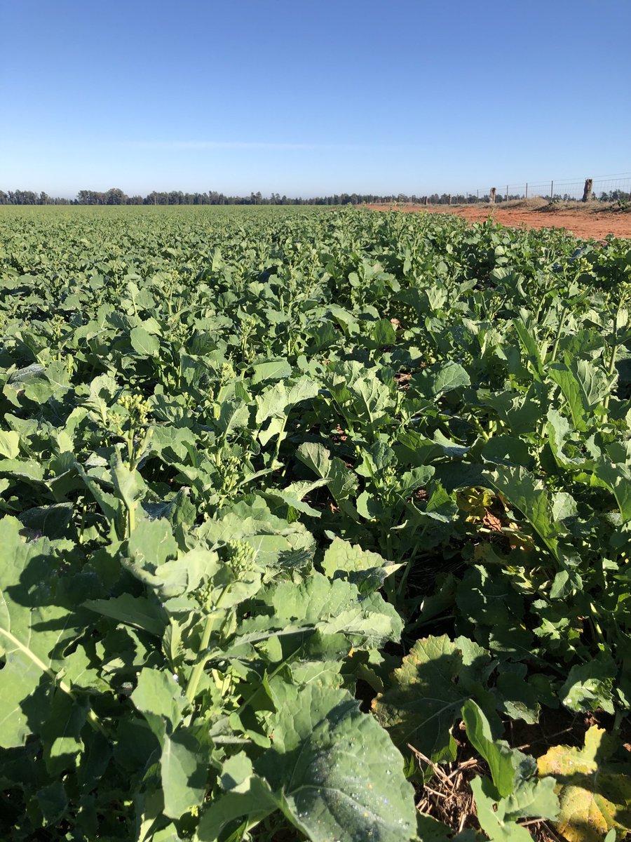 brill_ag's tweet photo. 400 kg/ha gypsum v 140 kg/ha SOA spread pre-sow on sand. https://t.co/MgafED0xXO