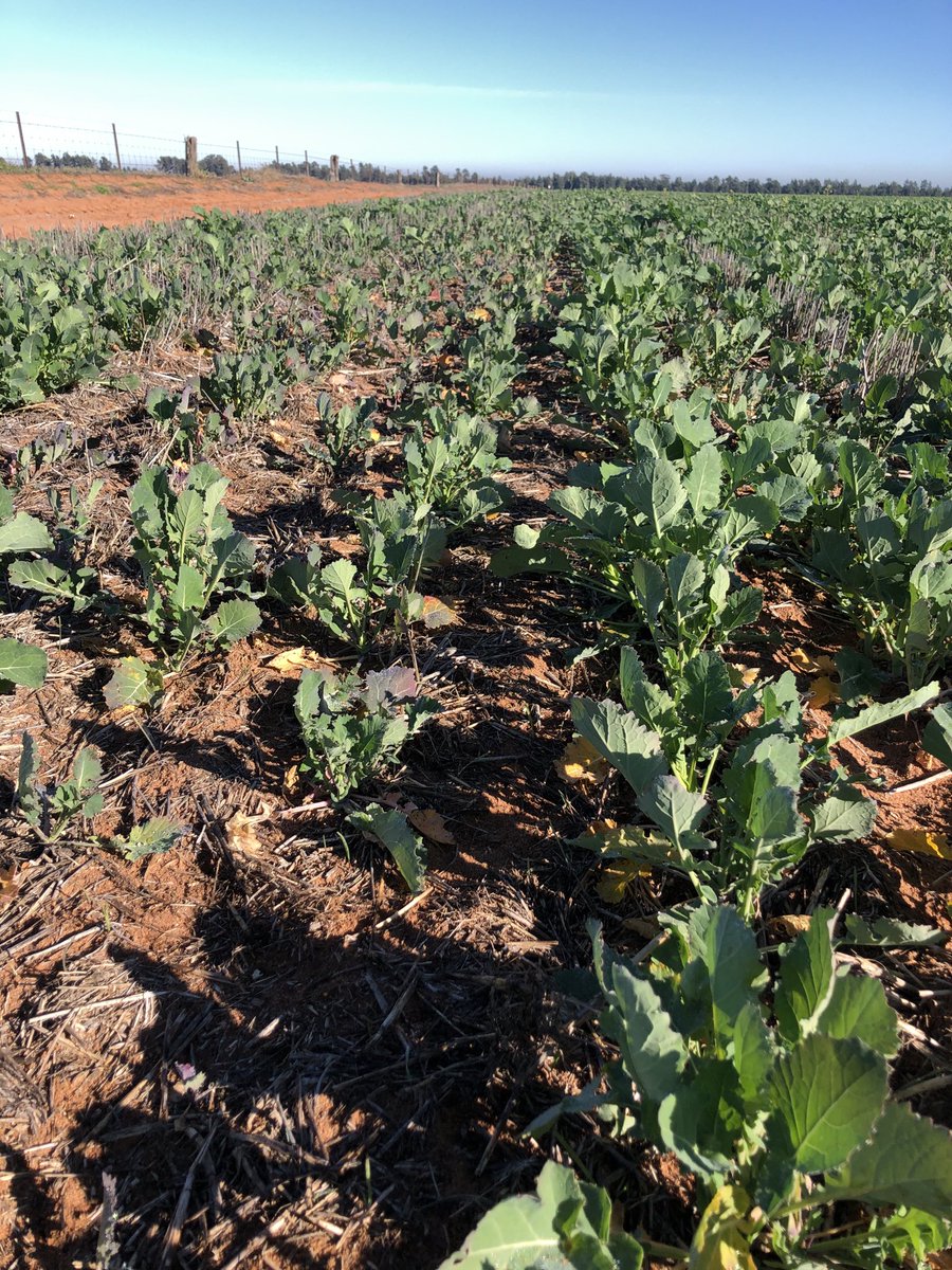 400 kg/ha gypsum v 140 kg/ha SOA spread pre-sow on sand.