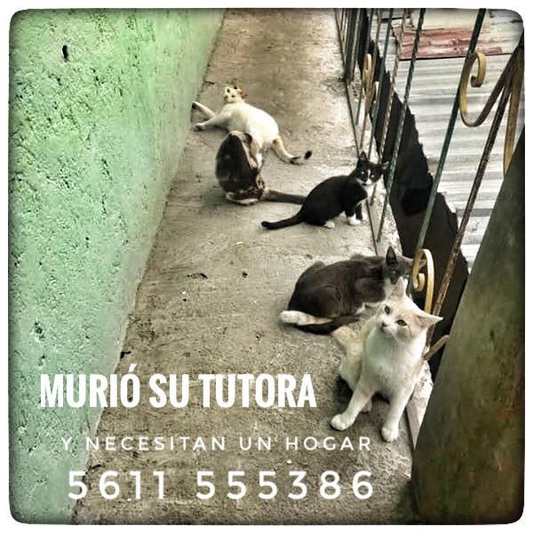 segoviasan's tweet photo. #CDMX murió la tutora de estos gatos,como rentan los echaron a la calle. Son 4 hembras y 3 machos. Urgen hogares porque ya están pensando tirarlos a una barranca mañana. Inf 5611555386 https://t.co/rCIHSIKQxy