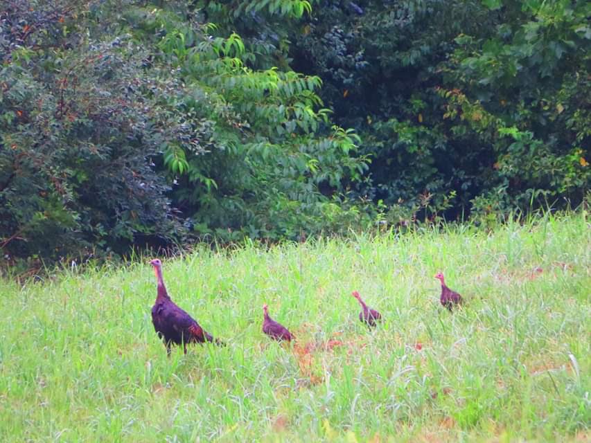 Ccobb90's tweet photo. Turkey turkey 🦃 https://t.co/S7hbHjxpsJ