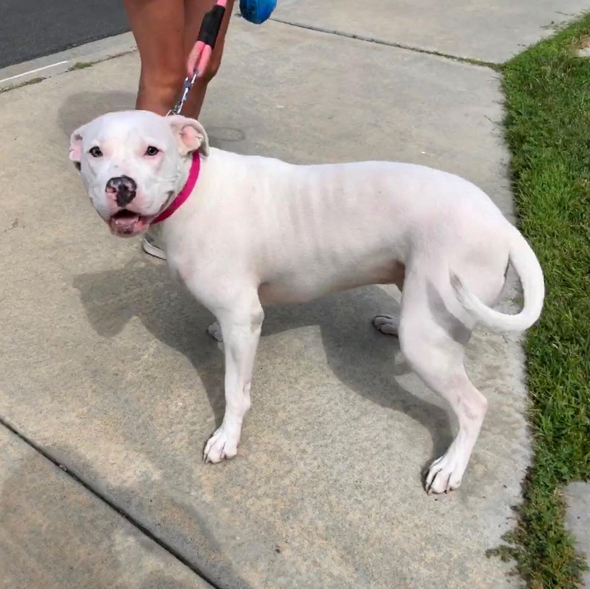 StubbyDogs's tweet photo. We met Kumo (Japanese for "cloud") on a socially distanced walk today. Saying, "She's friendly," would be a massive understatement. What a love!

#MyPitBullisFamily #DogLove #DogSmile #HumanCanineBond https://t.co/APONHm9y8v