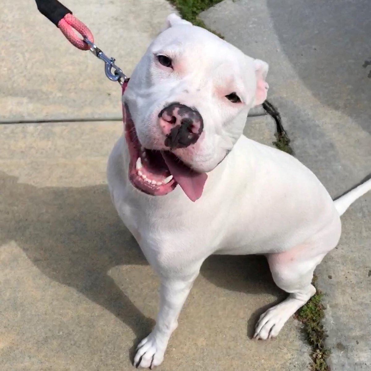 StubbyDogs's tweet photo. We met Kumo (Japanese for "cloud") on a socially distanced walk today. Saying, "She's friendly," would be a massive understatement. What a love!

#MyPitBullisFamily #DogLove #DogSmile #HumanCanineBond https://t.co/APONHm9y8v