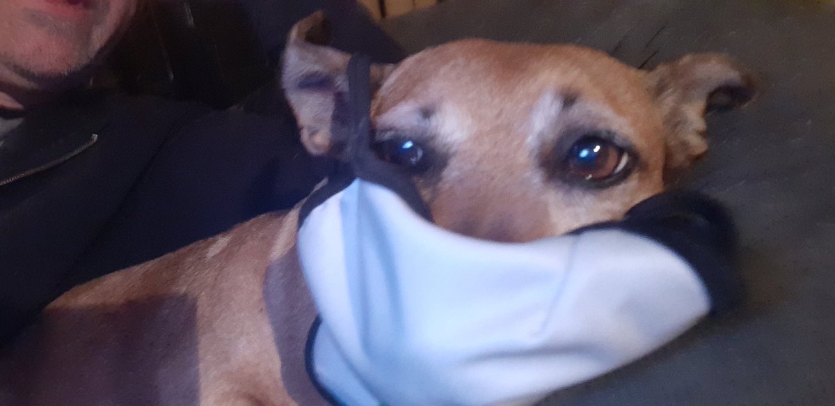 EdibleRice's tweet photo. @WeeColony @CllrKarenPower @stevensgreen1 Just a question on behalf of my doggy.:
He endearingly smiles all the time when he sees our female cat being ushered out of the house...  but now, instead of laughing, I suddenly realise I should be calling this dog out for his toxic, leering masculinity: 'Bad Dog! Stay Joyless!' https://t.co/QcnzQATb5R