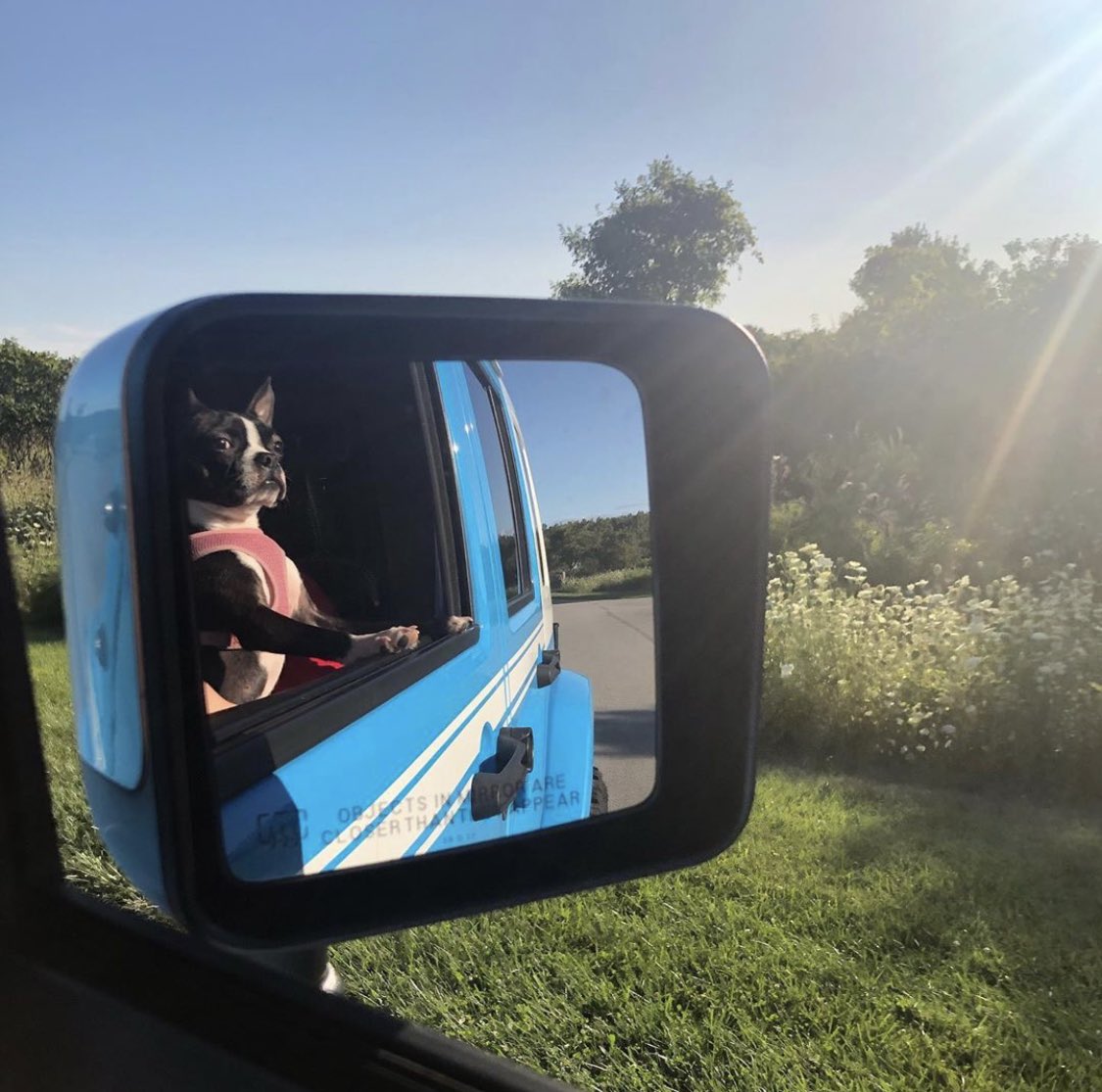 ChiefJKU's tweet photo. Let's see all those #JeepPup #jeep #bostonterrier #jeeplife #jeeptopcanine https://t.co/VvMK6RwdxI
