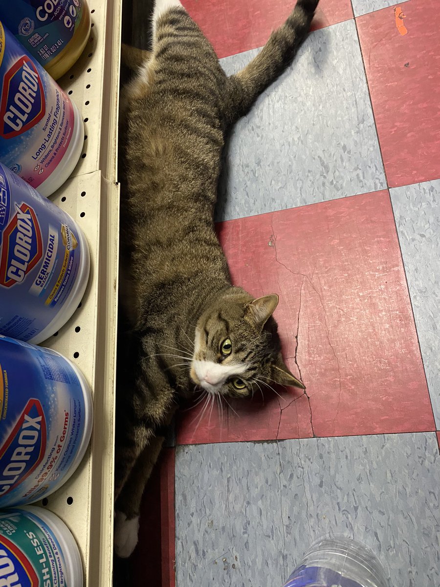 QueenArtemis8's tweet photo. Bodega cat sweaty https://t.co/XvflgW825x