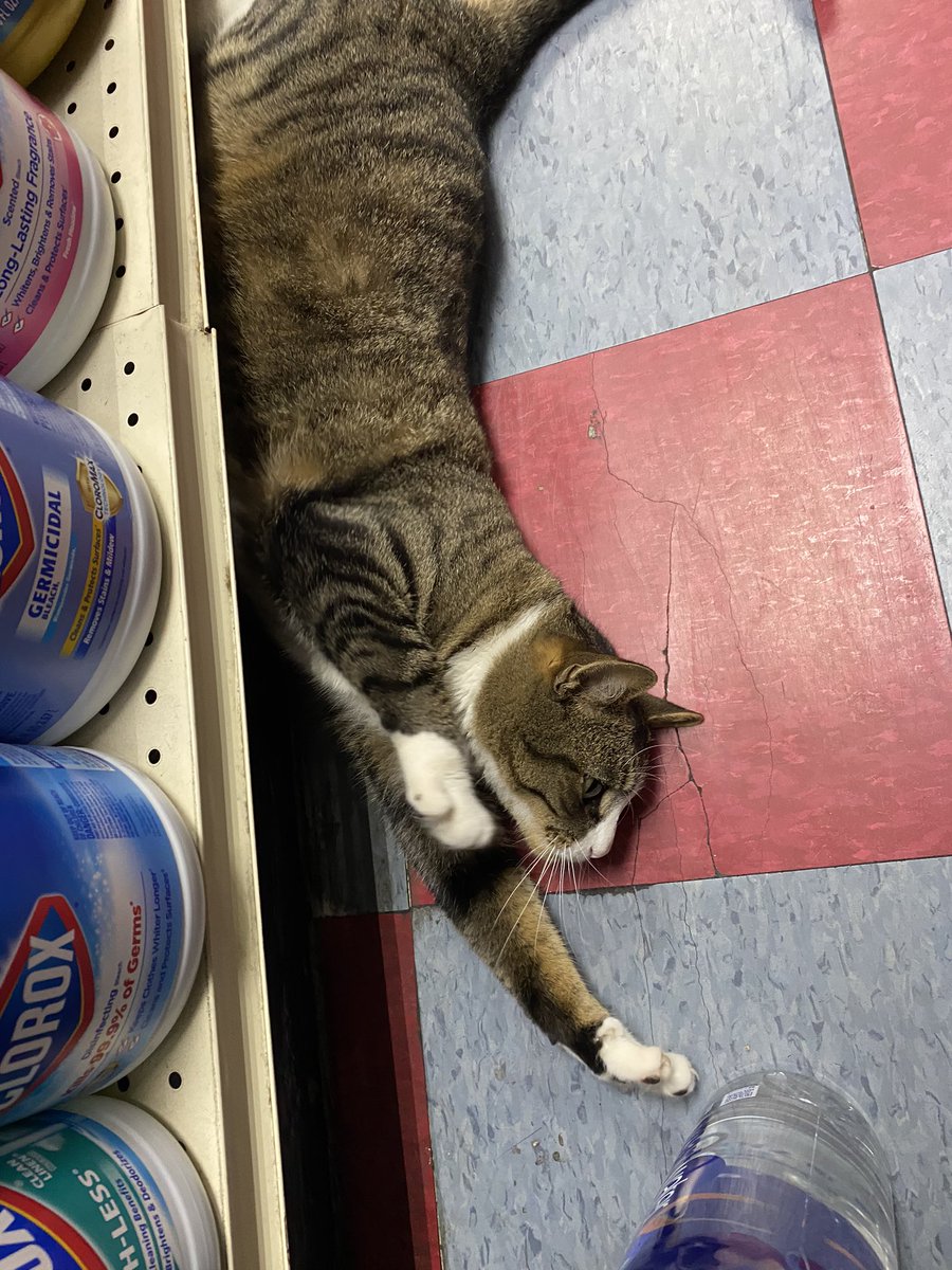 QueenArtemis8's tweet photo. Bodega cat sweaty https://t.co/XvflgW825x