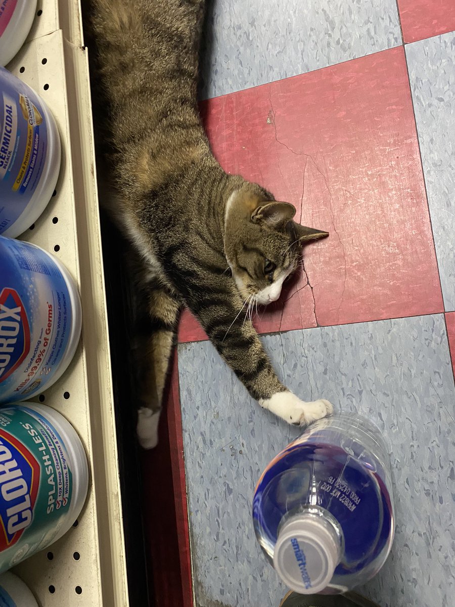 QueenArtemis8's tweet photo. Bodega cat sweaty https://t.co/XvflgW825x