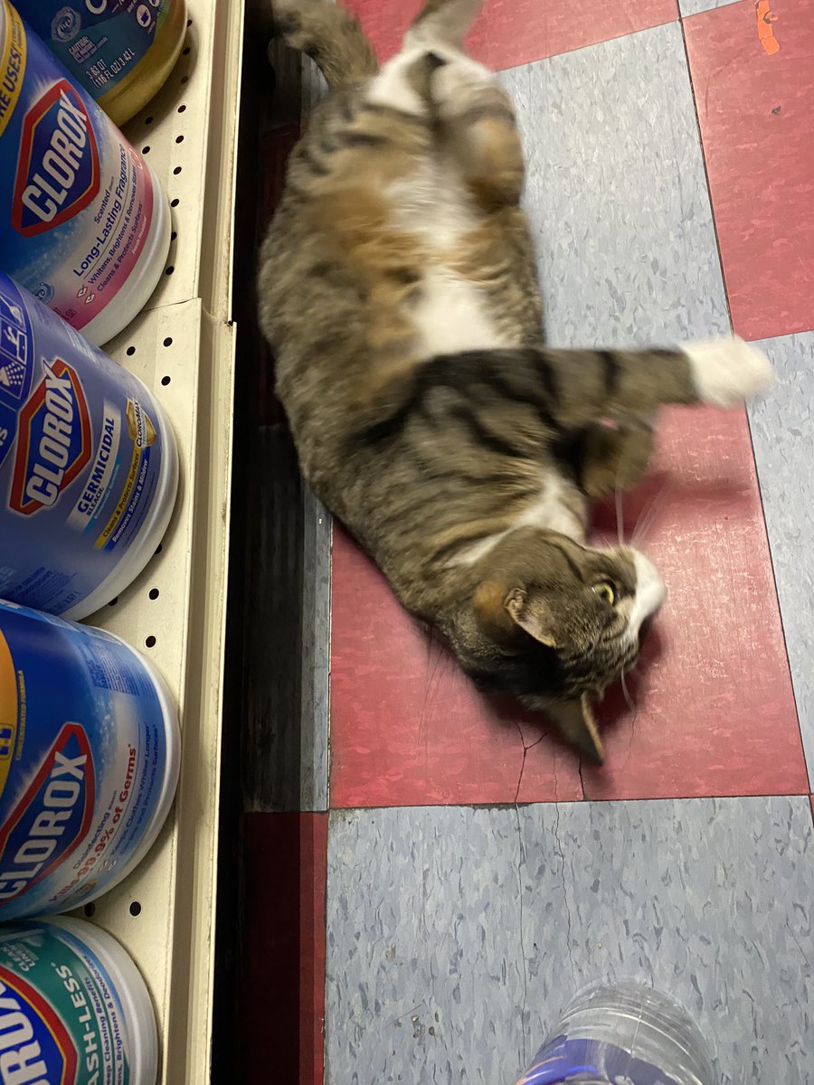 QueenArtemis8's tweet photo. Bodega cat sweaty https://t.co/XvflgW825x