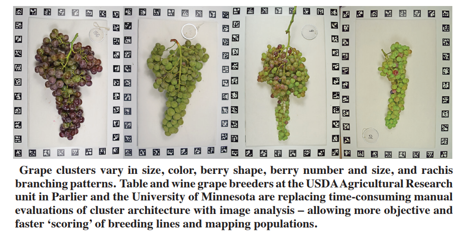 GrapeResearch's tweet photo. Whether for aesthetics (#tablegrapes) or ease of #vineyardmanagement, the architecture of #grapeclusters is a key trait for #grapebreeders and #grapegrowers. The cool pix in this @AmVineyardMag article illustrate the differences. #graperesearch @vitisgen  https://t.co/xUziNGGm6y https://t.co/NoimCPAsMq