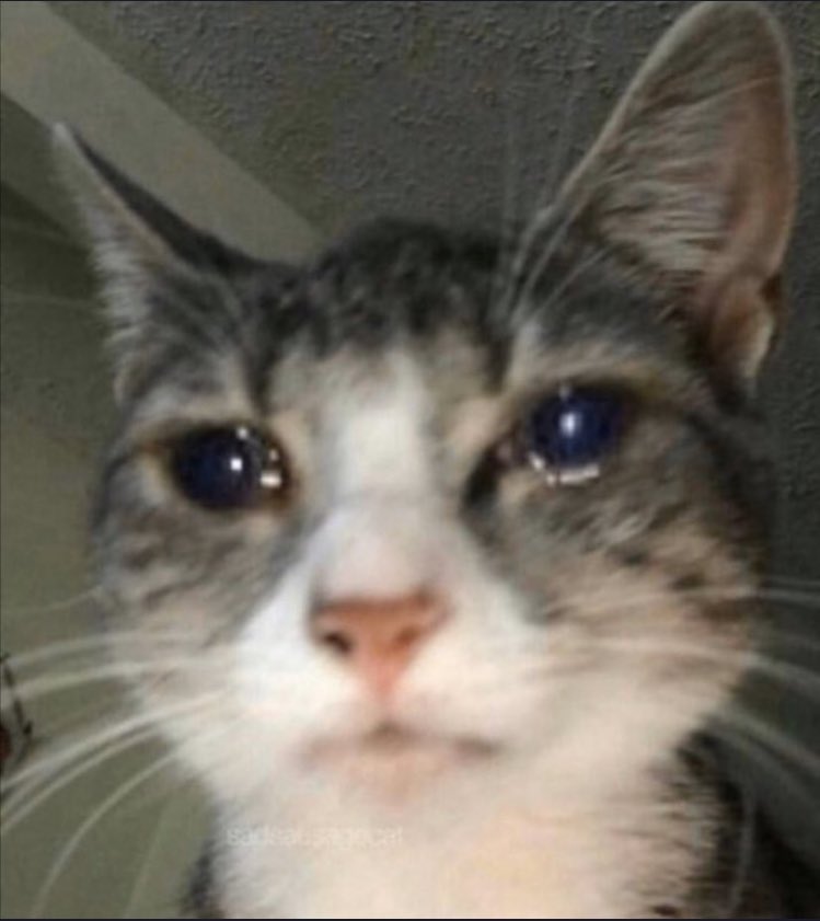 رياكشن بسه / قطوه تبكي