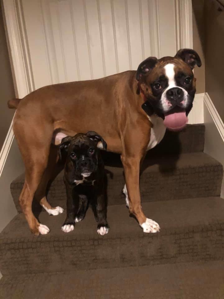 PerryTheBoxer's tweet image. Hey everybody, thank you for all the kind words. Sorry I’ve been MIA! I became a big brother a few months ago, and you could say my little sis has been keeping me busy to say the least.... Meet Primrose (Prim) Corona!!! 🐶🦄💕💎👑