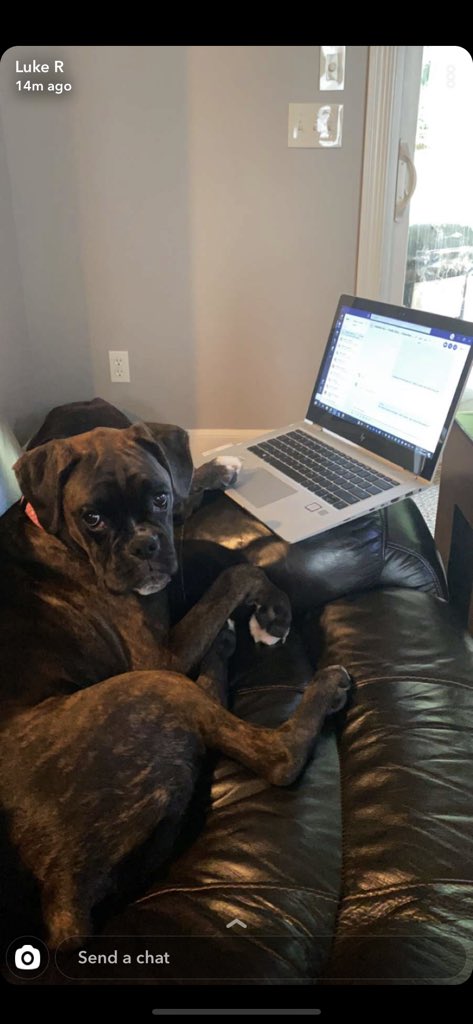 PerryTheBoxer's tweet image. Hey everybody, thank you for all the kind words. Sorry I’ve been MIA! I became a big brother a few months ago, and you could say my little sis has been keeping me busy to say the least.... Meet Primrose (Prim) Corona!!! 🐶🦄💕💎👑