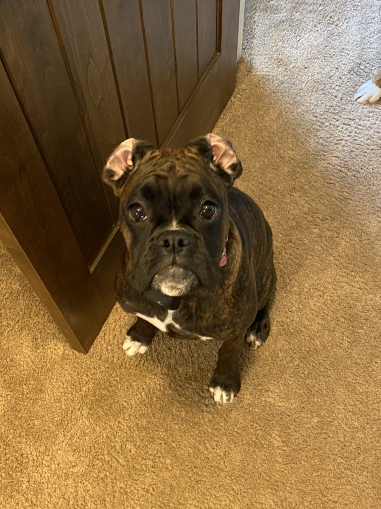 PerryTheBoxer's tweet image. Hey everybody, thank you for all the kind words. Sorry I’ve been MIA! I became a big brother a few months ago, and you could say my little sis has been keeping me busy to say the least.... Meet Primrose (Prim) Corona!!! 🐶🦄💕💎👑