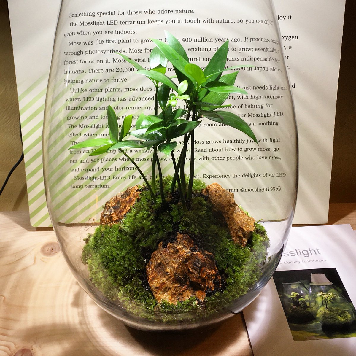 Mosslight Led Led照明付テラリウム 縁起のいい植物として有名な ナギ で コケ山との相性もよく葉が綺麗ですよね 神社の御神木として植えてあり ナギの葉は切れにくく丈夫なので縁が切れないとのこと すべての苦難を なぎ払う とされ 様々な厄除け