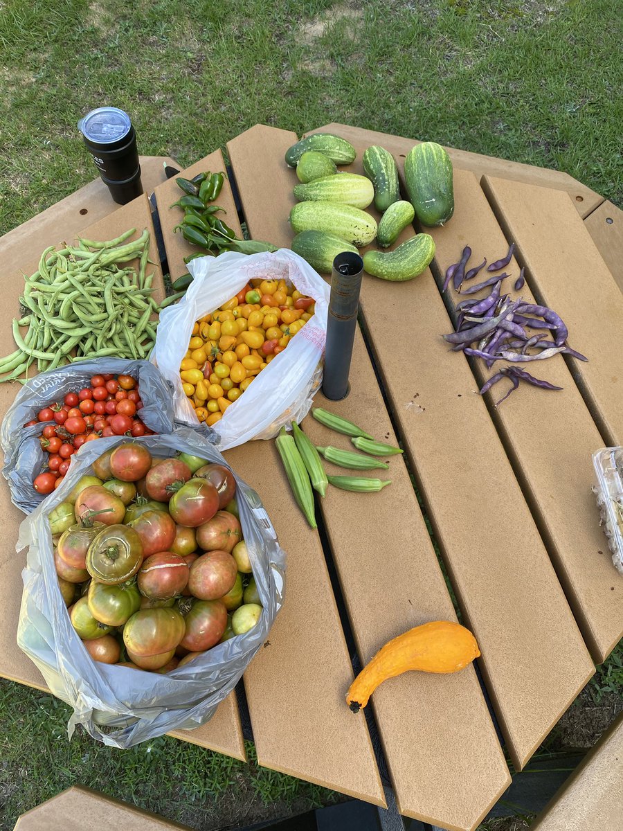 MissBsLearners's tweet photo. Our #schoolgarden harvest is still highly productive! Hands-on learning happens even when the kiddos are home. @WindsorElem #healthyharvest https://t.co/eVjVk93z0g