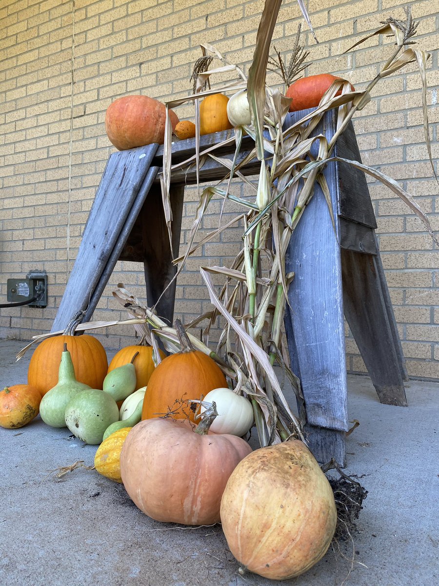 MissBsLearners's tweet photo. Our #schoolgarden harvest is still highly productive! Hands-on learning happens even when the kiddos are home. @WindsorElem #healthyharvest https://t.co/eVjVk93z0g