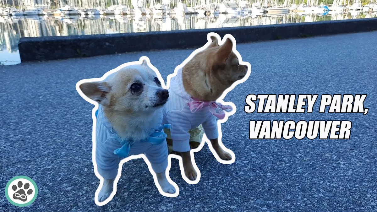 4evaPups's tweet photo. Join Butterz and Minka in their peaceful #morningwalk at the @StanleyParkVan area in Vancouver:  https://t.co/j9xA6ndxV6

#dogsofinstagram #dogsoftwitter #Chihuahua #cute #cutecouple #4evapups #animals #puppylove #puppy https://t.co/ggbJ1H4M3r