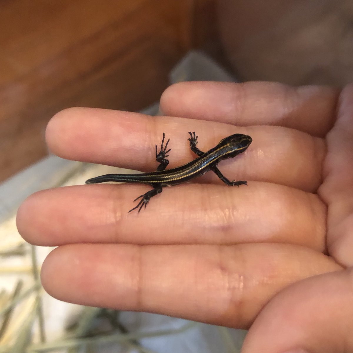 カナヘビ 赤ちゃん 飼育