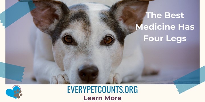 EveryPetCounts's tweet image. Improving the health of homeless and at-risk pets is one of our biggest goals, come join us!  bit.ly/2Ow48In

#goodcuase #petsmatter #cuteness #treats #donate #animalslivesmatter #puppy #moretreats