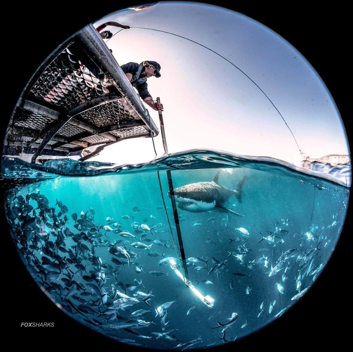 An awesome shot of how we test different deterrents around white sharks - using the stereo camera so that we can measure how close the sharks get to the experimental setup. Extra points to whoever can spot a Trevally tagged by @JDennis_Sci.