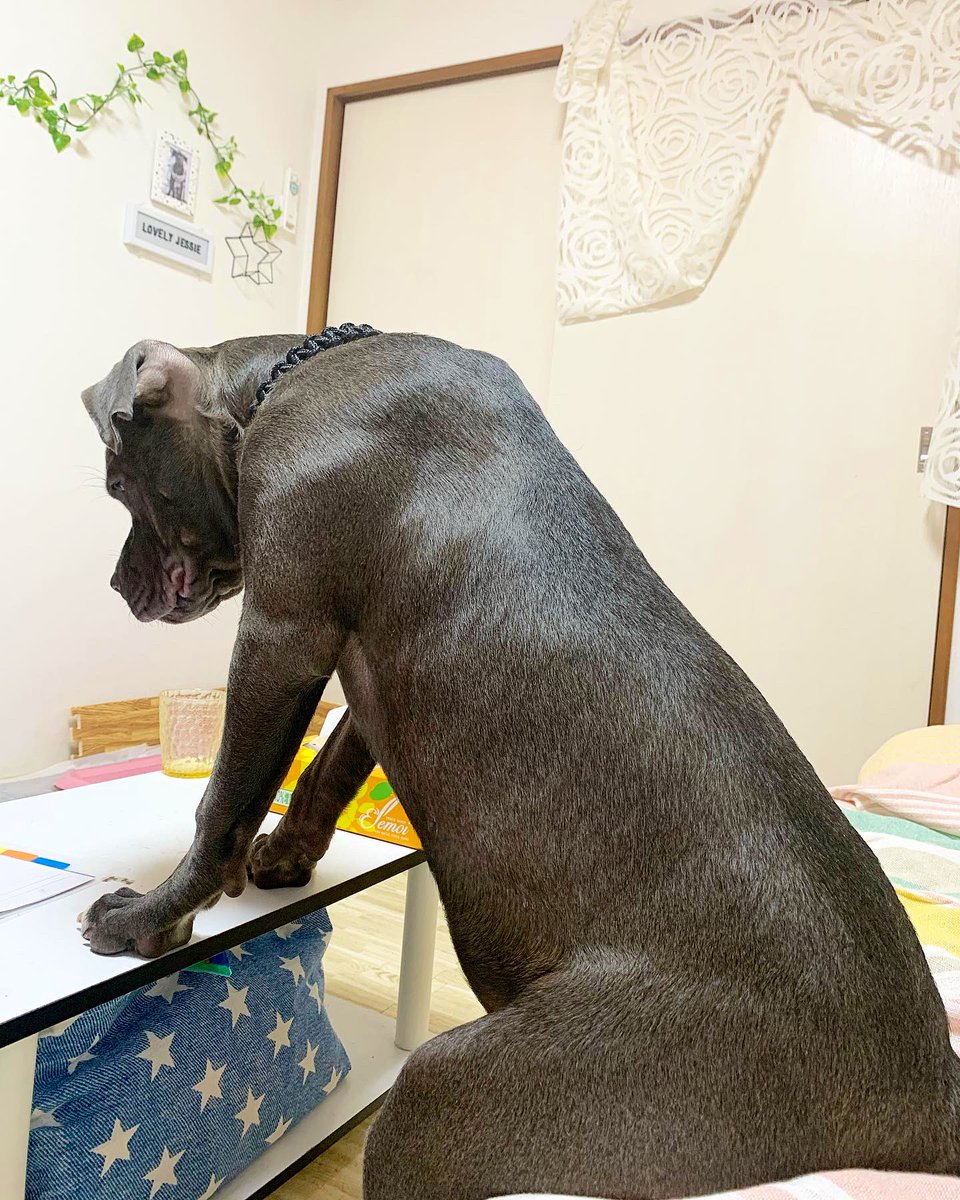 JESSIE🌸ピットブル (@CRXnhcQUkmvJc2o) / Posts / X