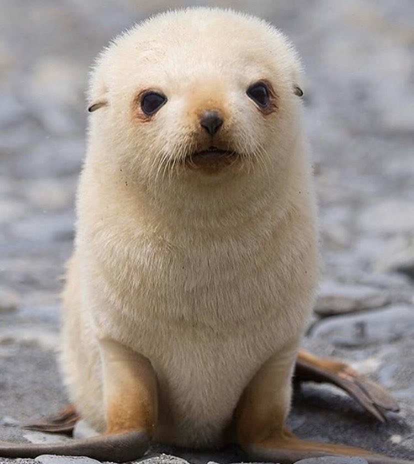 KNGDMCO's tweet photo. Let’s try this again. PART2 #cuteanimals #giraffe #seal #puppy 

https://t.co/C3jv28XcyS https://t.co/qopUWzcwSQ